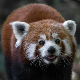 red panda